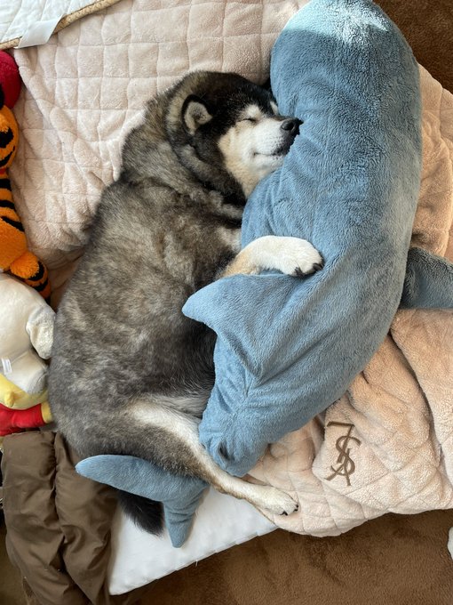 僕の友達からもらったぬいぐるみが無いと寝れないワンワン
僕が触ろうとすると怒る 