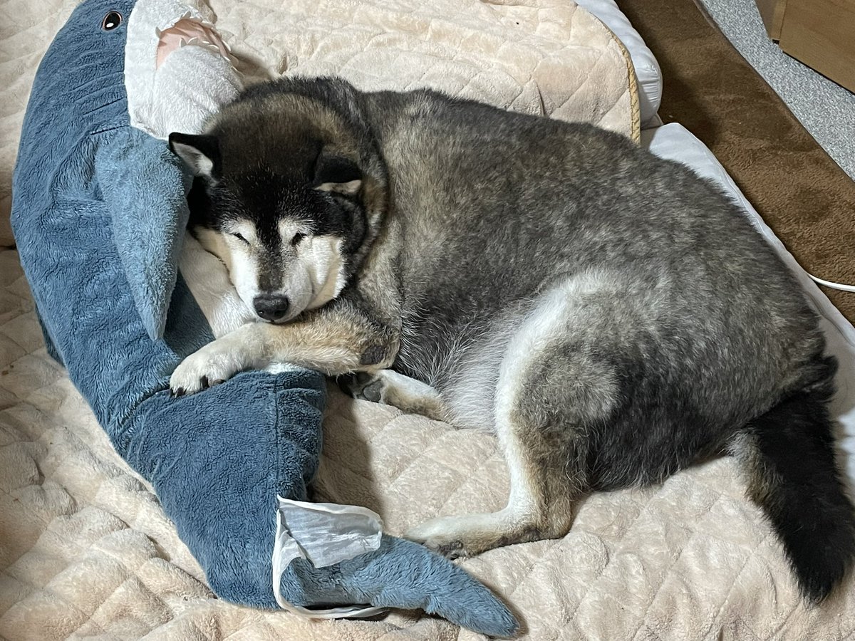 僕の友達からもらったぬいぐるみが無いと寝れないワンワン
僕が触ろうとすると怒る 