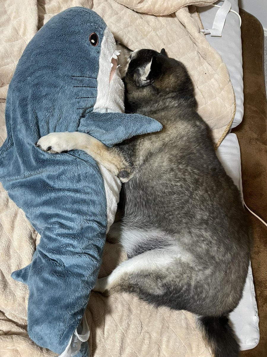 僕の友達からもらったぬいぐるみが無いと寝れないワンワン
僕が触ろうとすると怒る 