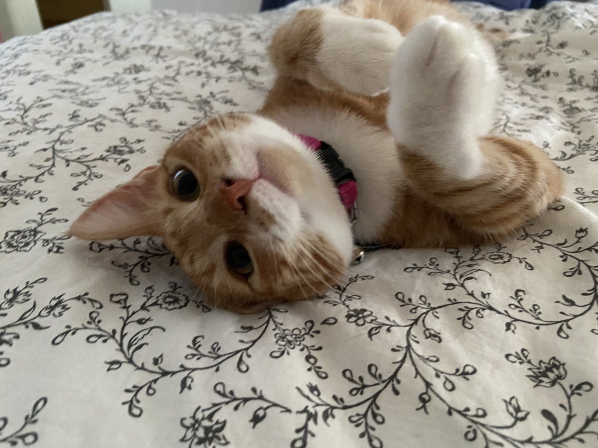 Pauline the heroic ☥ tweet media