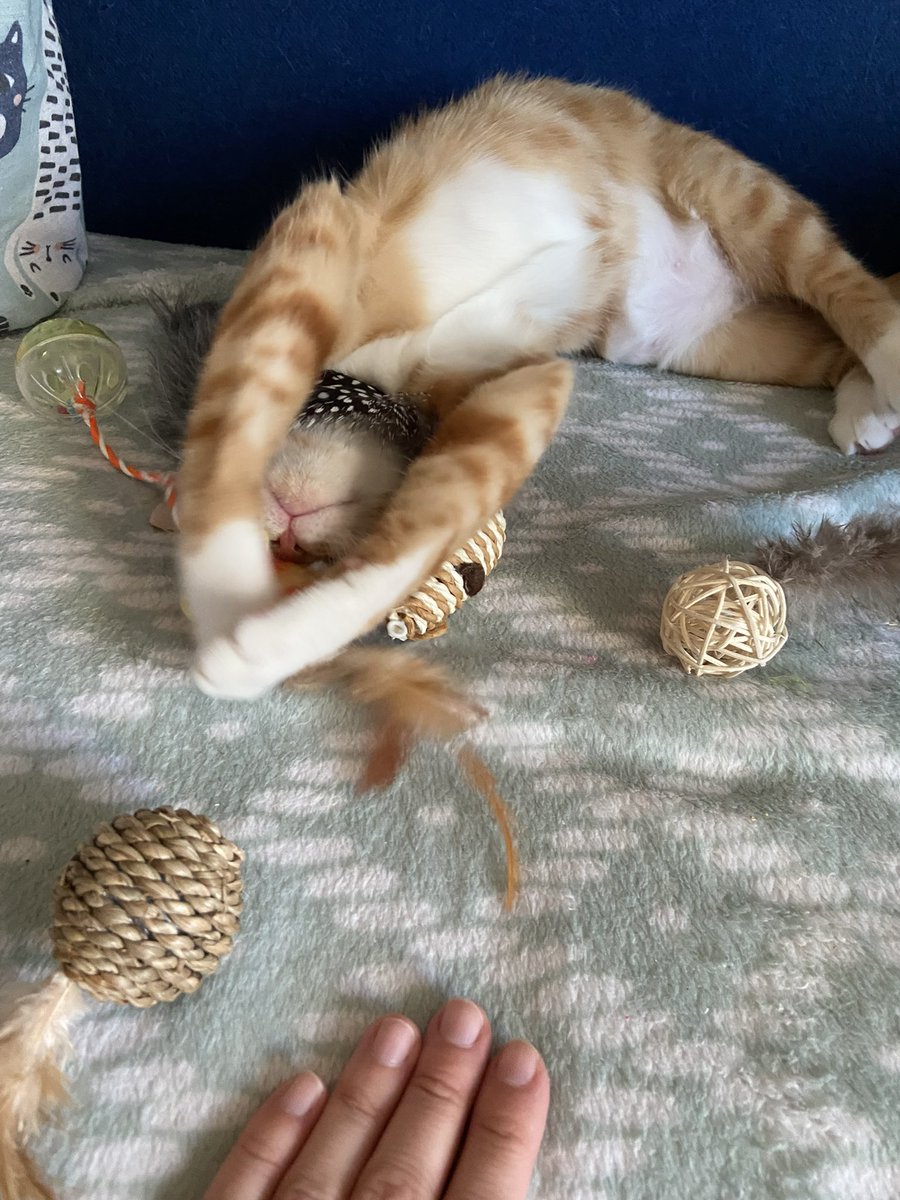 Pauline the heroic ☥ tweet media