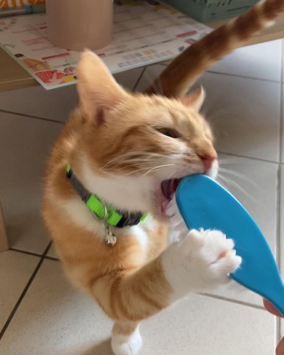 Pauline the heroic ☥ tweet media