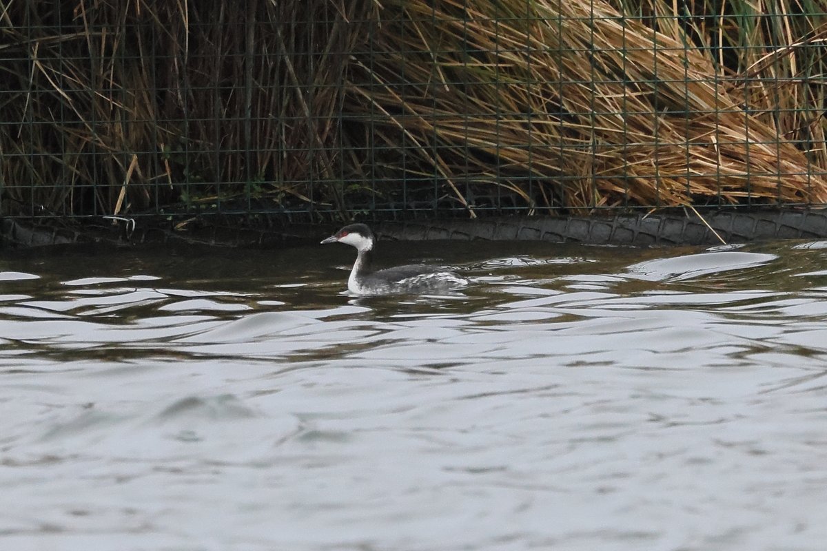 Alan S.Jack tweet media