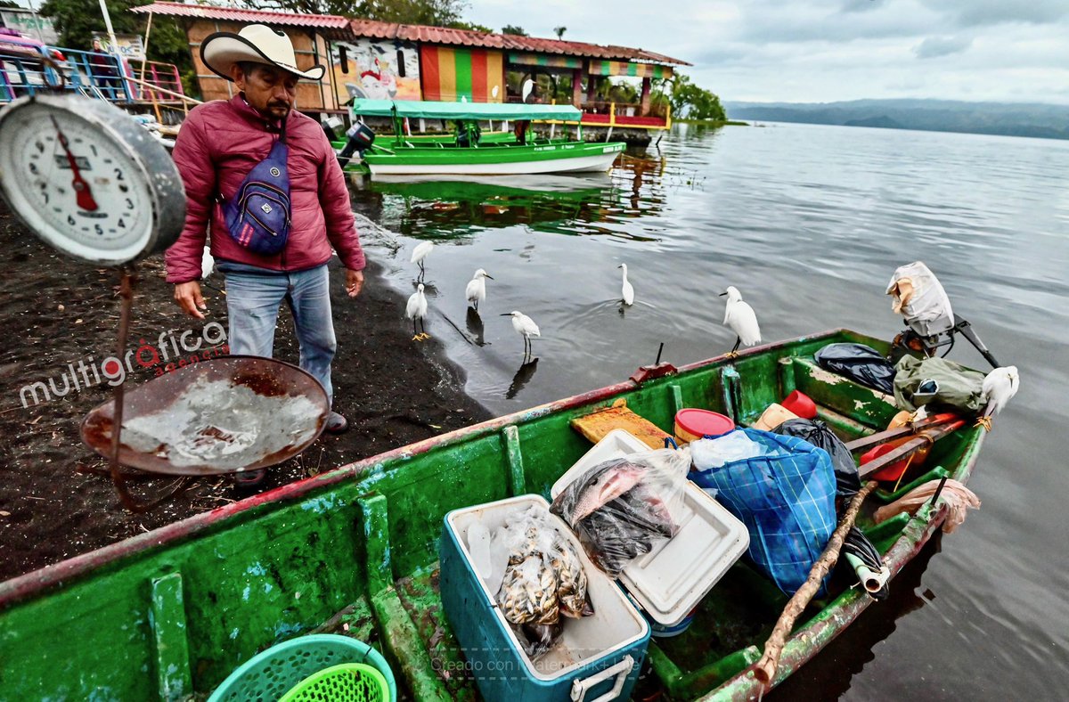 amultigrafica's tweet photo. 🇲🇽🐟🐟🐟 Catemaco Ver._ 🐠🐠🐠Desde las siete de la noche, don Ernesto comienza en esta temporada inviernal la pesca de topote, un pez pequeño delicioso al paladar. La pesca dura toda la noche / Rigoberto Suárez #CatemacoEstaDeModa 🐠🐠🐠@rocionahle 🇲🇽 https://t.co/ORw7eCA1UB