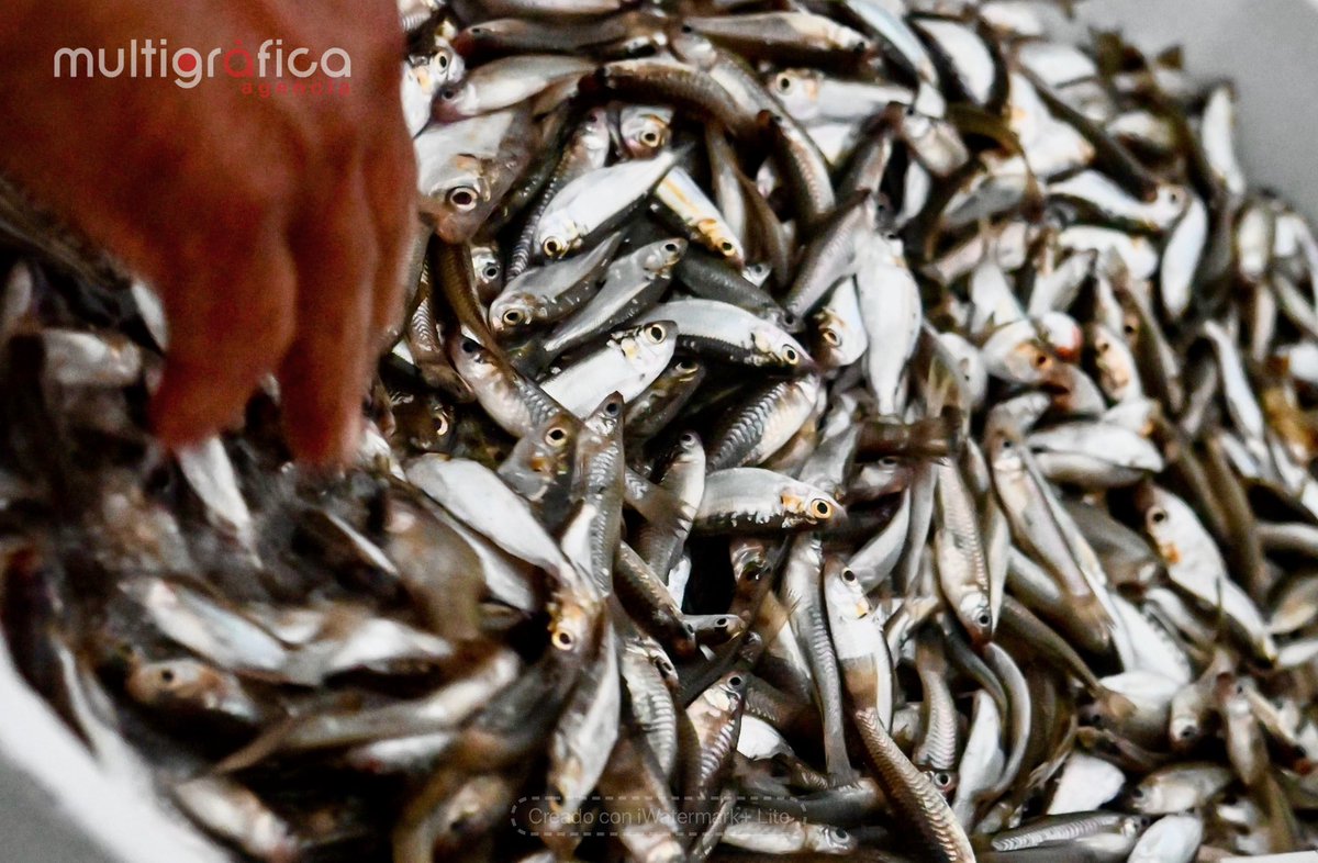amultigrafica's tweet photo. 🇲🇽🐟🐟🐟 Catemaco Ver._ 🐠🐠🐠Desde las siete de la noche, don Ernesto comienza en esta temporada inviernal la pesca de topote, un pez pequeño delicioso al paladar. La pesca dura toda la noche / Rigoberto Suárez #CatemacoEstaDeModa 🐠🐠🐠@rocionahle 🇲🇽 https://t.co/ORw7eCA1UB