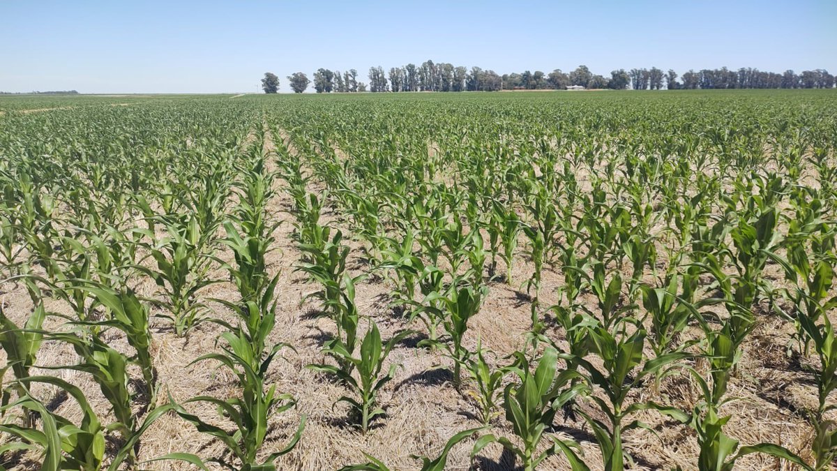 Bumper Crop tweet media