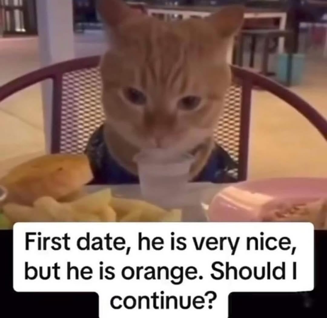 Punch Cat tweet media