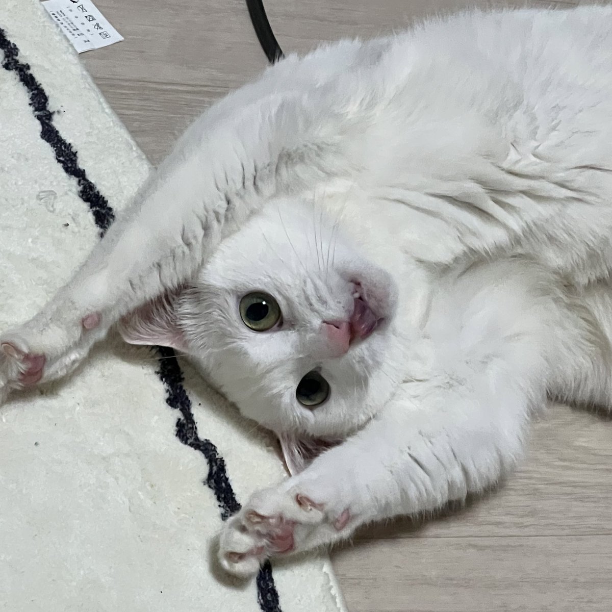 cutecat_MM's tweet photo. https://t.co/P4jcw3rVr4