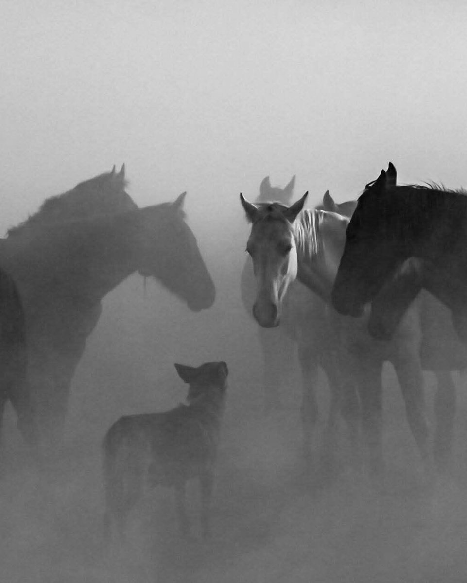 Horseszn11 tweet media