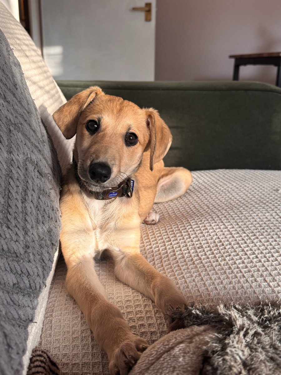 IsobelThatcher's tweet photo. @LozzaFox My little Lurcher Bramble is very confused by this 🤣🤣 https://t.co/OFY8lOD77M