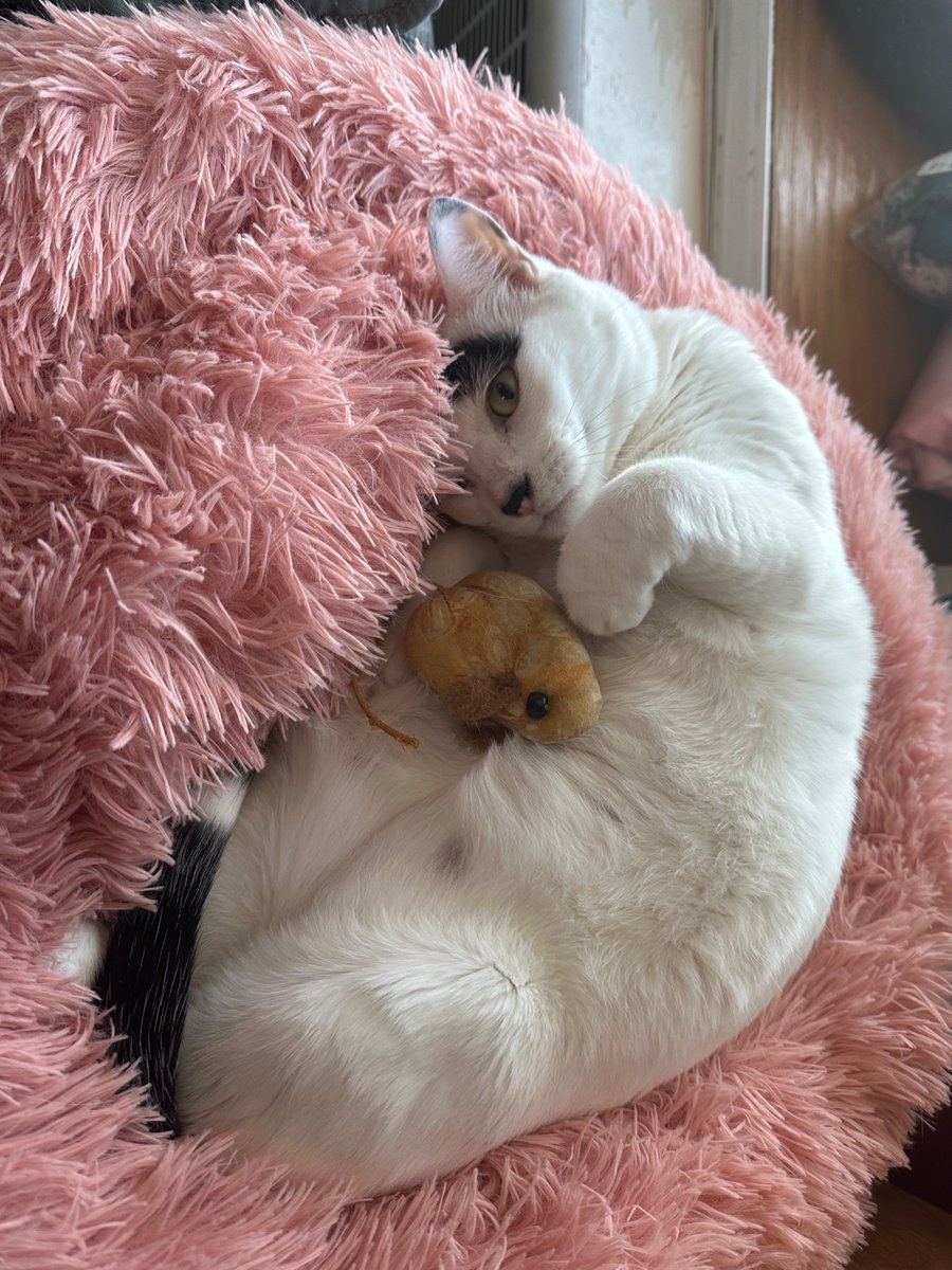 Schroder Stark tweet media