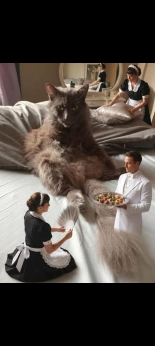 Goddess Taetum FINDOMME fatele tweet media