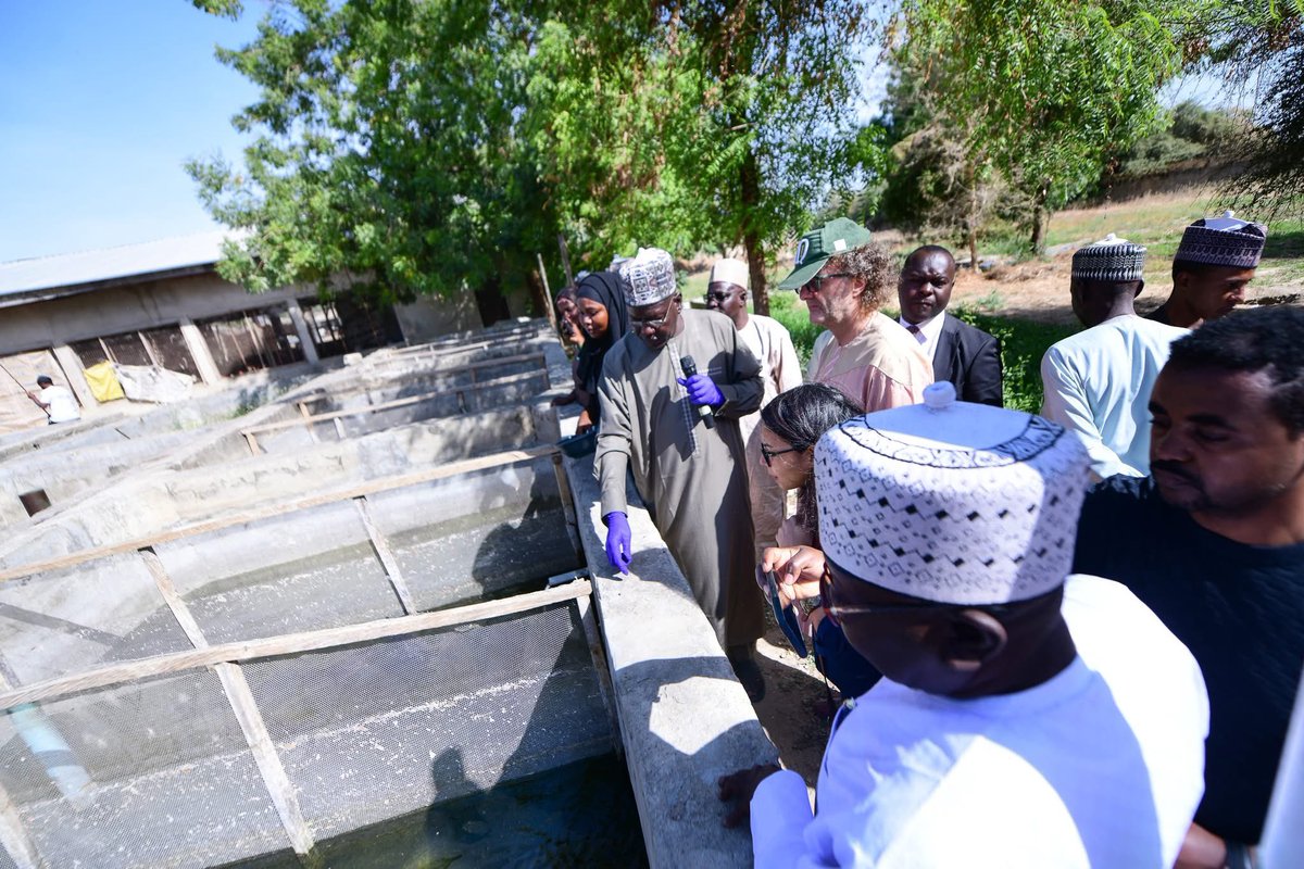 EUinNigeria's tweet photo. Since 2018, EU investments in Gongulong, Borno State, have proven sustainable and transformative. Through EU-funded, @FAO-supported aquaculture, women’s fish processing &amp; vegetable production, many have moved to owning businesses.

#EUinNigeria #TeamEurope #GlobalGateway https://t.co/VbPULZP2s2