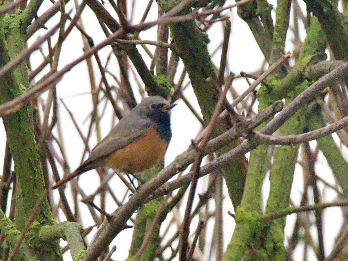 SteveOnHilbre's tweet photo. Weather didn’t put too much of dampener on yesterday with #EasternBlackRedstart at Sheringham, #IcelandGull and #CommonCranes at Sea Palling (in the mist!), a quick pint in the GuntonArms & then meeting up with many friends in Thetford before today’s @birdobs_council AGM #Norfolk https://t.co/4k1fcaeFcV