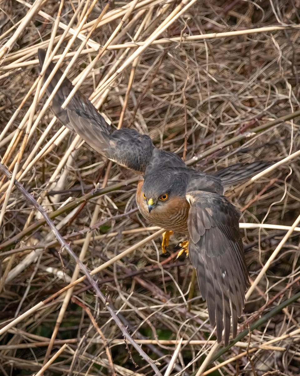 Wild_WithJon's tweet photo. Took a trip to wembury point this morning , highlights were Fulmar nesting on the Mewstone, a single Razorbill flew by, GBBG, Black-headed Gulls, Turnstone, Oystercatchers and this Sparrowhawk that had a failed attempt of catching a Rock Pipit https://t.co/zEOYNXL9pM