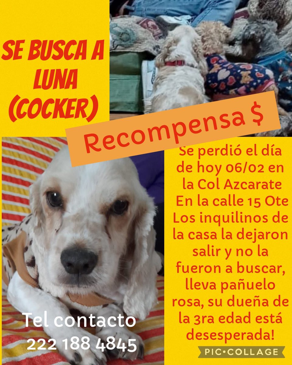¡Ayudemos a localizar a Lunita! 🥺

Se perdió el 6 de febrero de 2026, en la calle 15 Oriente, en la colonia Azcárate, en #Puebla. 

Lleva un pañuelo rosita, su familia está desesperada y ofrece recompensa. 😔

☎️ 22 21 88 48 45