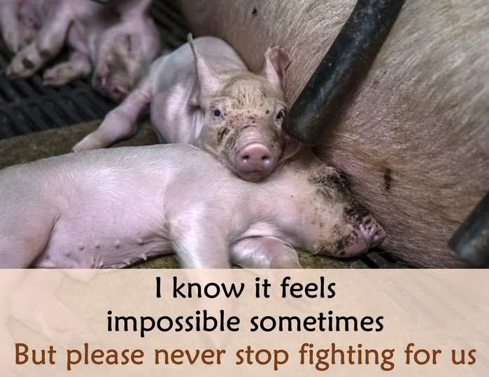 EllieCG11's tweet photo. I will never stop; that I promise. Do you, my friends? Can you go outside yourselves and think of them     with love and empathy, as sentient beings, not food? https://t.co/3hyGpwgTkE