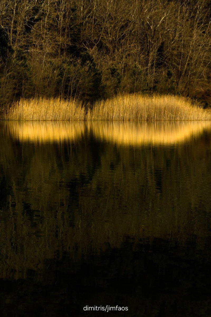 ignore 🦮🐕‍🦺 tweet media