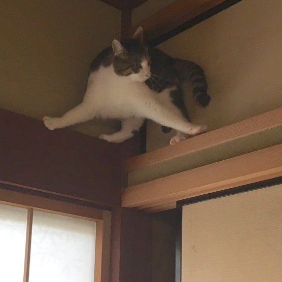 loganascats's tweet image. 