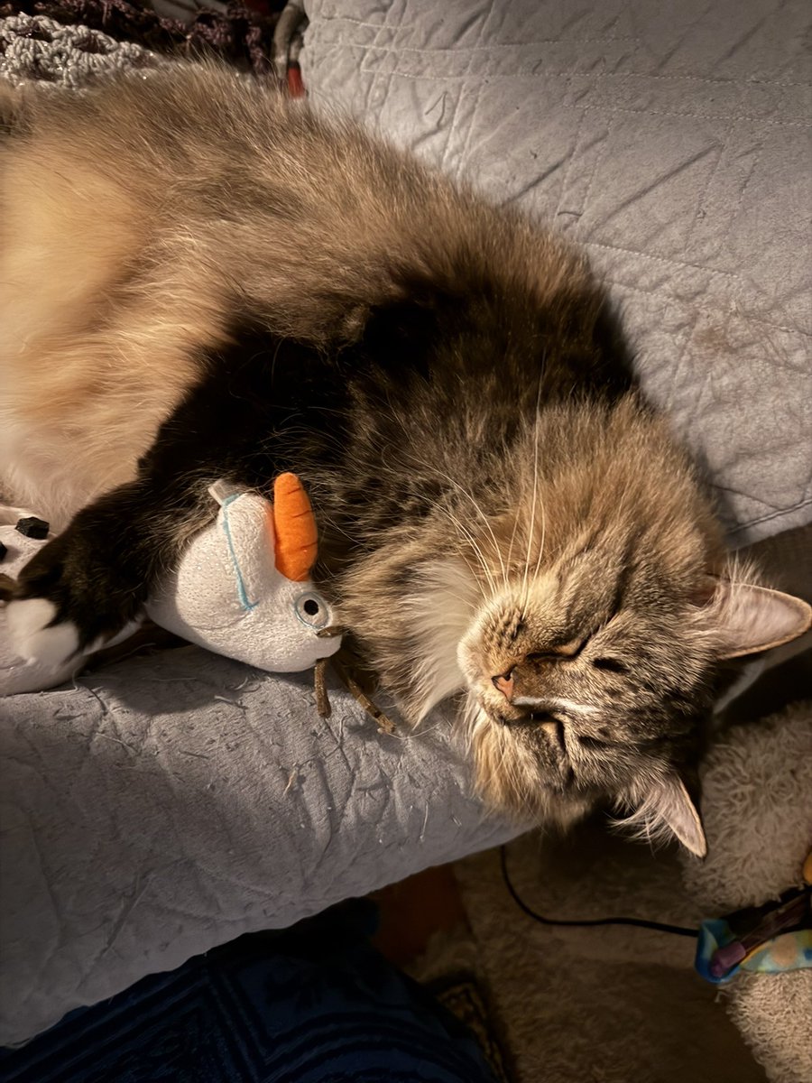 🦁Isabella, 🐈⬛Tommy & 🐱Alex tweet media