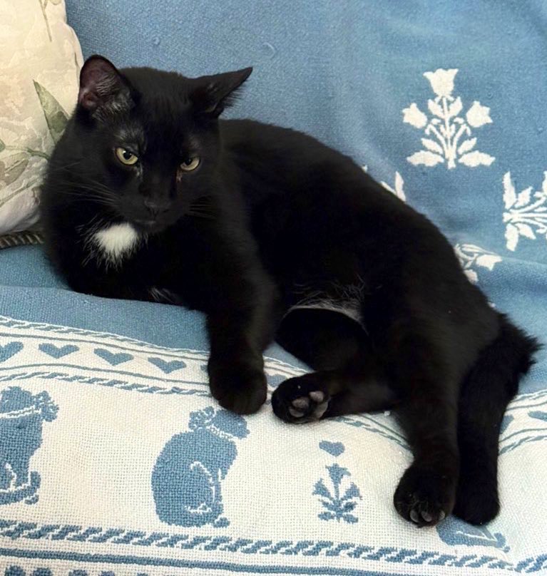 🦁Isabella, 🐈⬛Tommy & 🐱Alex tweet media