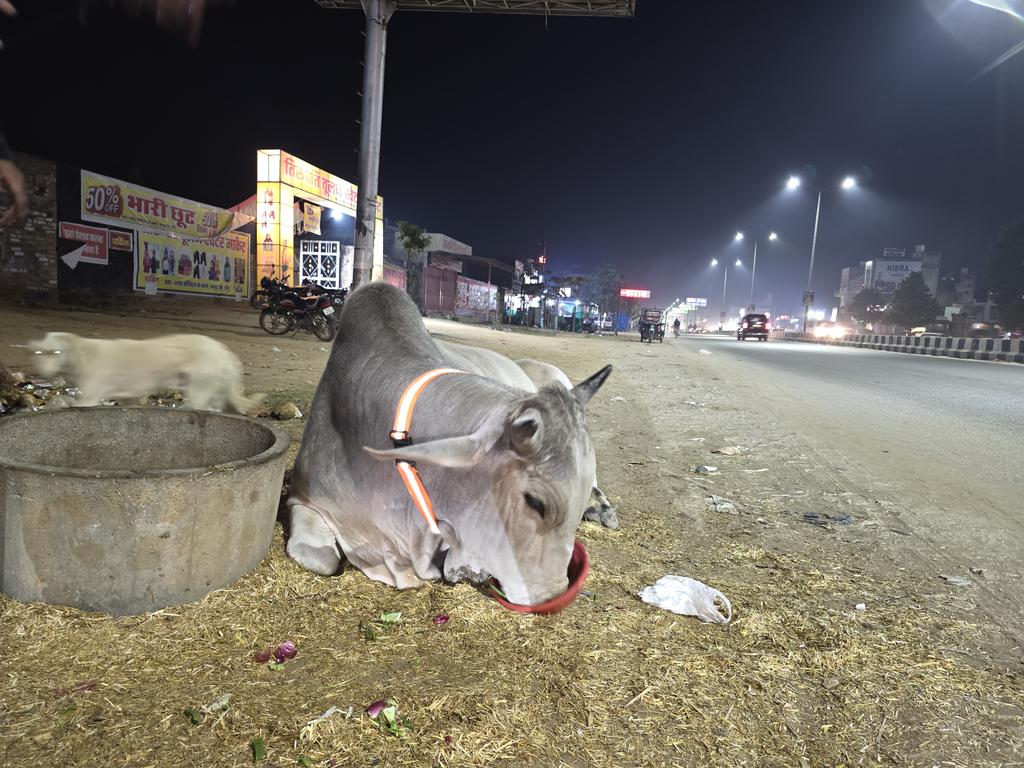MVSNGO's tweet photo. जय गौ माता की 🙏🚩
गौवंश सुरक्षा अभियान | MVS FOUNDATION TRUST
गौवंशों को सड़क दुर्घटनाओं से बचाने के उद्देश्य से
MVS Foundation Trust द्वारा गौवंश सुरक्षा अभियान के अंतर्गत हज़ारों गौवंशों के गले में रेडियम सेफ़्टी बेल्ट बांधी गईं 🙏
🙏 जय गौ माता 🚩 सेवा ही धर्म है #JaiGauMata https://t.co/I6Nxmpu620