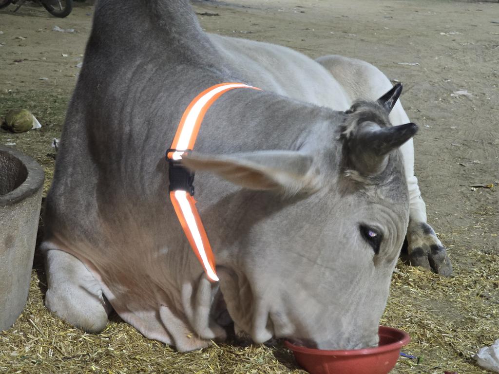 MVSNGO's tweet photo. जय गौ माता की 🙏🚩
गौवंश सुरक्षा अभियान | MVS FOUNDATION TRUST
गौवंशों को सड़क दुर्घटनाओं से बचाने के उद्देश्य से
MVS Foundation Trust द्वारा गौवंश सुरक्षा अभियान के अंतर्गत हज़ारों गौवंशों के गले में रेडियम सेफ़्टी बेल्ट बांधी गईं 🙏
🙏 जय गौ माता 🚩 सेवा ही धर्म है #JaiGauMata https://t.co/I6Nxmpu620