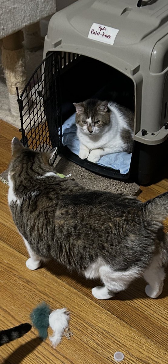 gandolf_s's tweet photo. Rupert Rupee https://t.co/3xMgyKde5N❤️ went in for his wellness check on Jan 20. He has been peeing in food bowls and now pooping in carrier. I discovered on camera that after several years of harmony he is being bullied in his old age by 3 siblings Bailey, Hammy and Bean Bear. He has been an extremely peaceful cat with a love for raising kittens and accepting of any new rescue. He doesn’t fight back. He is just grateful to have been rescued from truly a life of hell he was living hated by residents… taken to kill shelter for euthanasia by previous adopter…He is the only cat I cannot touch😭. So, the peeing/pooping is a result of bullying 💔