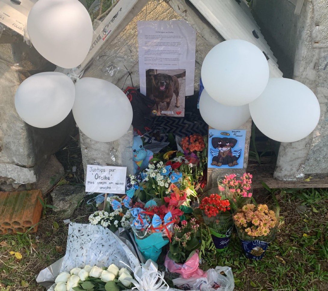 choquei's tweet photo. 🚨VEJA: A jornalista Patrícia Calderon revelou que adolescentes acusados pela morte do cão comunitário Orelha, em SC, têm parentes no alto escalão do Judiciário, incluindo desembargadores, juízes e promotores. 

A informação levantou preocupação sobre possíveis influências no andamento do caso, que gerou grande comoção pública.