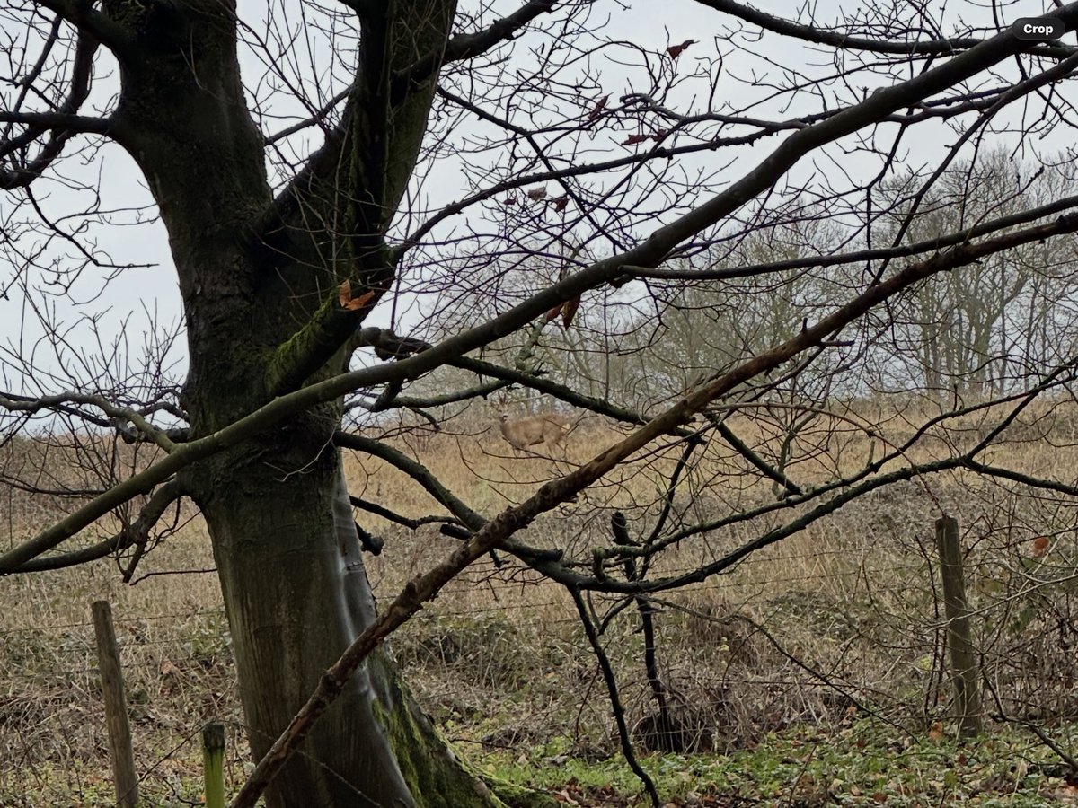 The deer don’t mind me walking within 100 yards of them.