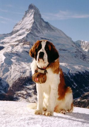 trad_west_'s tweet image. Saint Bernard dogs are Catholic.

At 8,000 feet in the snowy Alps stands the Great St. Bernard Hospice, founded in 1050. For nearly a millennium, the monks there have lived by a single rule: "No traveler shall ever be turned away."

They famously bred the St. Bernard dogs to find…