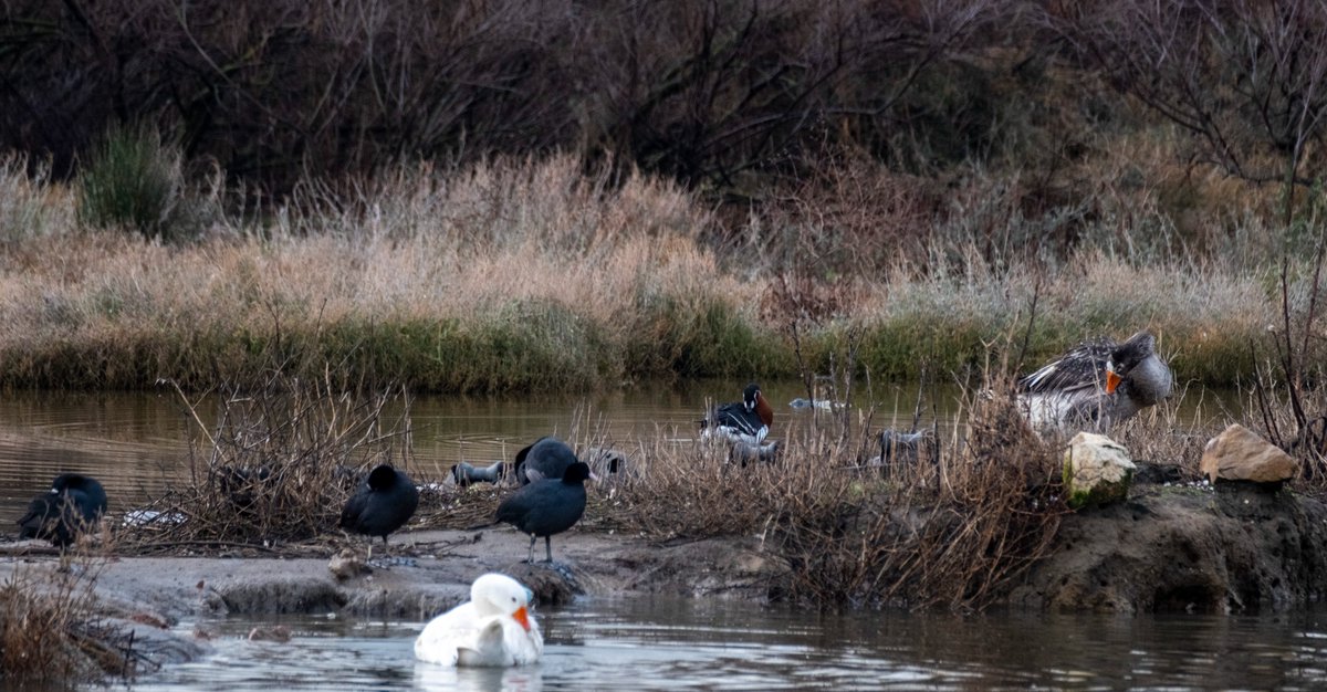 Dinlenen sibirya kazı
#hangitür