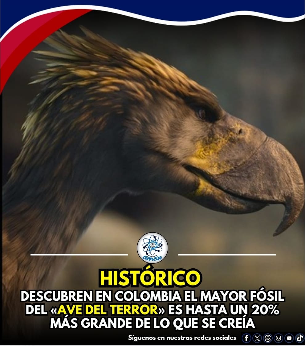 EnsedeCiencia's tweet photo. 🇨🇴 Científicamente como Phorusrhacidae, una especie extinta  que media entre 1 y 3 metros de alto, era carnívoro y tenía la capacidad para adaptarse a entornos más  tropicales.

Científicos  descubren que el fósil hallado es entre un 5% y 20% más grande que la de sus parientes conocidos por lo que este fósil  hasta hoy es el caso más extraordinario  encontrado en Sudamérica hasta la fecha.