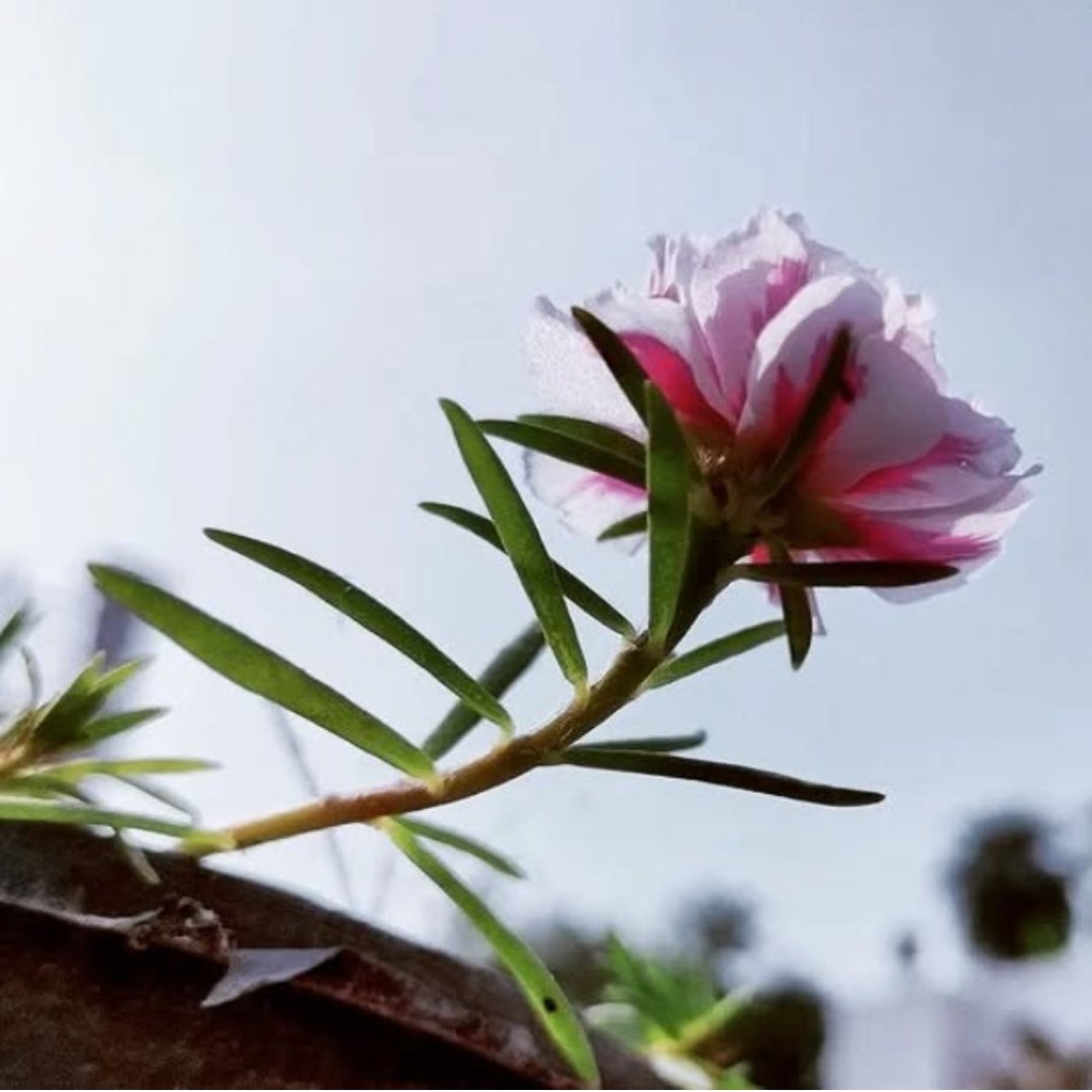 इसलिए भी बचाए रखनी चाहिए,
अपनी करुणा, कोमलता व प्रेम..
क्योंकि कभी कभी ख़ुद को ही,
इसकी सबसे अधिक ज़रूरत होती है..!!❤️

सुप्रभात दोस्तों आप सभी का दिन खुशियों भरा हो..💐❤️