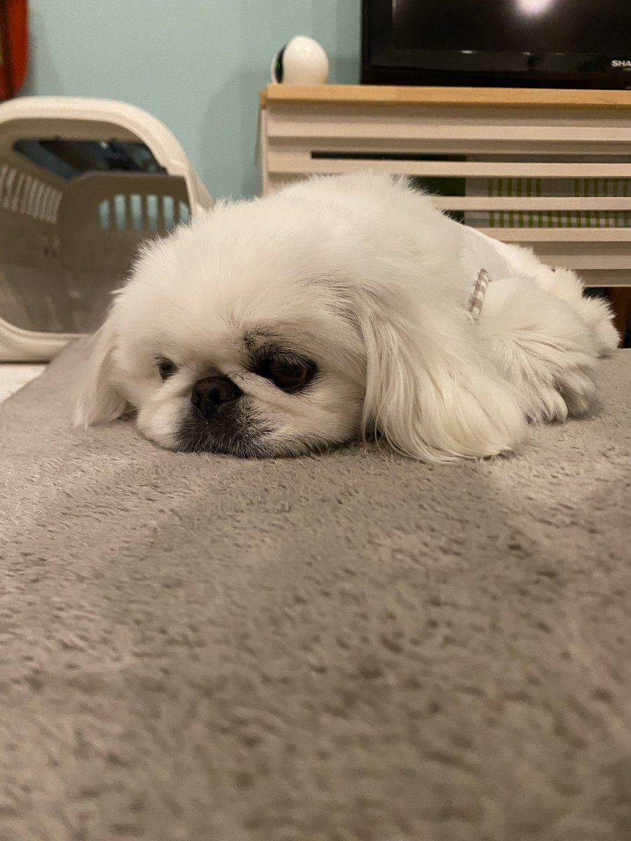 こはく (@kohaku220907) / Posts / X