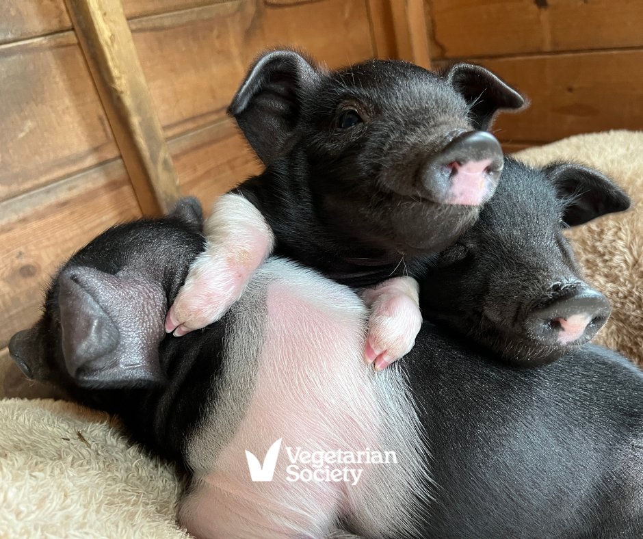 vegsoc's tweet photo. Athos, Porthos &amp; Aramis🐷 Rescued as week-old piglets, now thriving at Brockswood Animal Sanctuary. Bred for meat, raised with care, and valued as individuals. This #WorldPigWeek, we’re reminded pigs are not commodities. Grab your FREE digital booklet: https://t.co/lDyXEhNj2n https://t.co/eLCIgxMMGG
