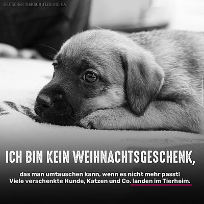 MaximalesD's tweet photo. Woran man merkt, dass vor etwas mehr als zwei Monaten Weihnachten war?

Die Tierheime sind voll mit jungen "Fundtieren" und im Internet finden sich unzählige Anzeigen, mit  "schweren Herzens müssen wir leider unseren kleinen *** schnellstmöglich für XXX€ abgeben" 

Deswegen: https://t.co/o6IiP0PLrN