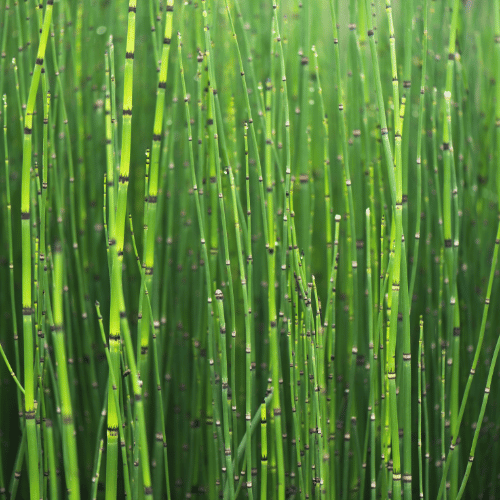 🌿 Schachtelhalm – die Saturnpflanze der Struktur

Seit Jahrhunderten geschätzt für Haut, Haare und Nägel.
Reich an Kieselsäure, traditionell genutzt zur Unterstützung von Bindegewebe und Harnwegen.

Uralte Pflanze. Klare Wirkung.
#Schachtelhalm #Heilpflanzen #Naturwissen