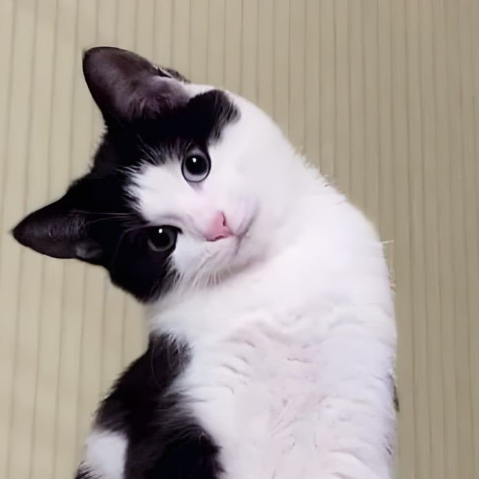 송은석 고양이 (@ses_cat) on Twitter photo 