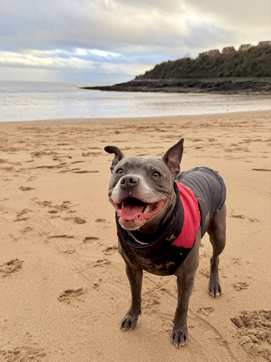 IsaMary2021's tweet image. Oh I do like to be beside the seaside 🎵🎶🏖️🤩❤️ #IsaMary #HappyPlace #CuteDogs