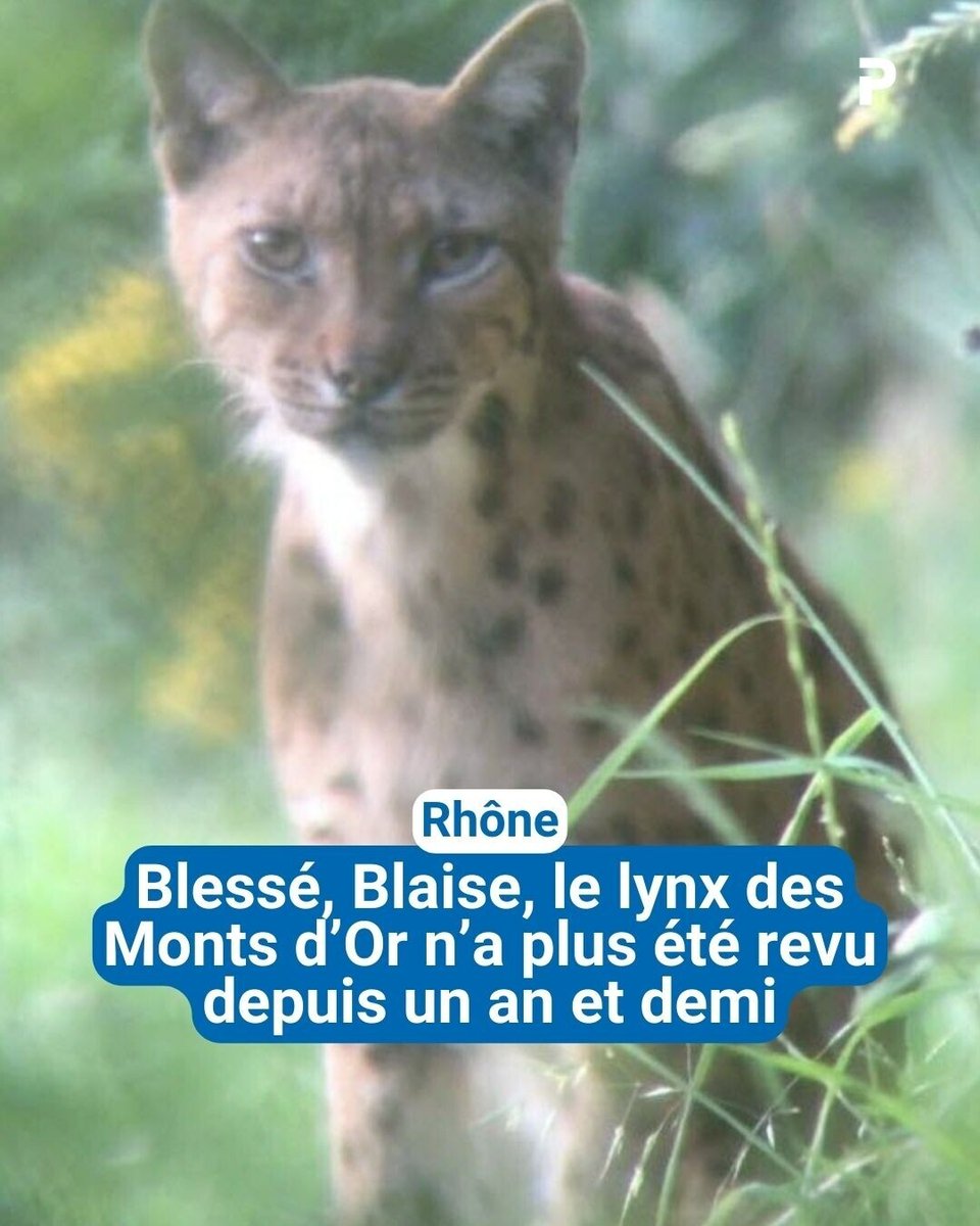 leprogreslyon's tweet image. 🎥 Il a été filmé pour la première fois en décembre 2023 à Curis-au-Mont-d’Or. Puis à plusieurs autres reprises durant l’hiver et l’été 2024. #lynx #Rhône
Notre article 👉 l.leprogres.fr/tcb