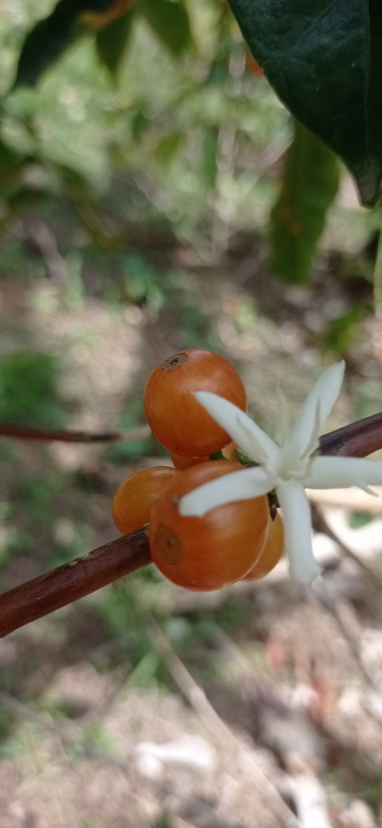 Borbón rosado en etapa inicial ..y otro iniciando producción #CafeCalidad #Cafelovers #ComboCafetero <a href="/AromaCafes/">Aroma de Café</a> <a href="/Dianapa00/">✨dIaNaPa ✨</a> <a href="/IsaRey04/">Isa</a> <a href="/juano001/">Mr Juano</a> <a href="/CafeMaru_10/">Café Maru</a> <a href="/Palejaz/">Pecas y lunares</a> <a href="/SimplementeNesi/">☕️SimplementeNesi🍷</a> <a href="/TerritorioBoy/">Boyacá Territorio De Sabores</a>