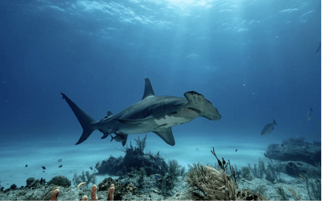 localmx_'s tweet image. #ArtWeek Hoy te recomendamos visitar “Levedad” una exposición en el nuevo foro de Rebollar 95 con obra de Cristina Mittermeier y Paul Nicklen, dos referentes globales de la fotografía de naturaleza y la conservación marina. local.mx/cultura/fomare…