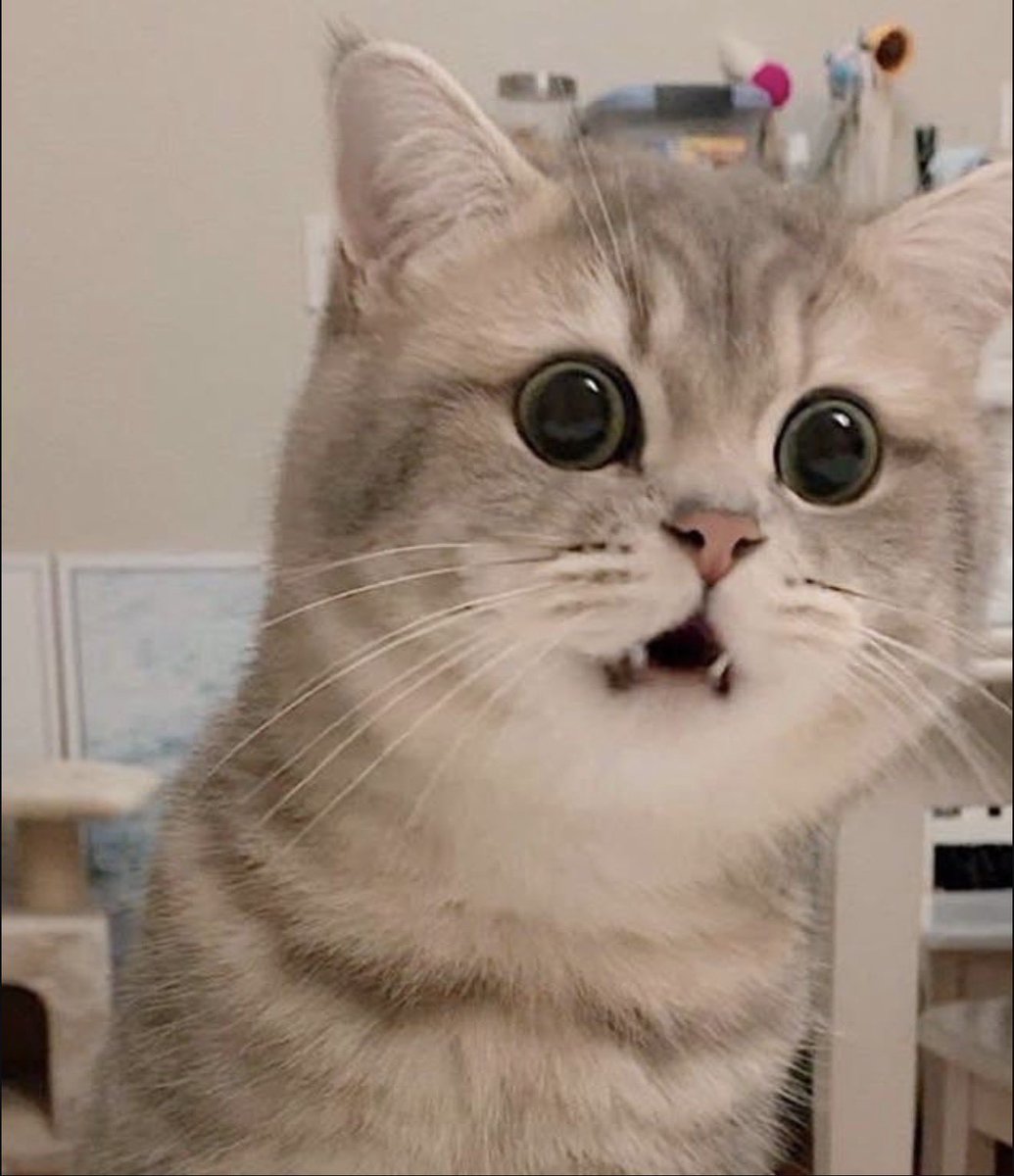 แย่แล้ว จิ๋วตกใจคนต่อแถวยาวจนเผลอกลับร่างเดิมเยย 🙀

Cr. X : 13Chanit
#ออฟโรด #offroadKTP  🎀