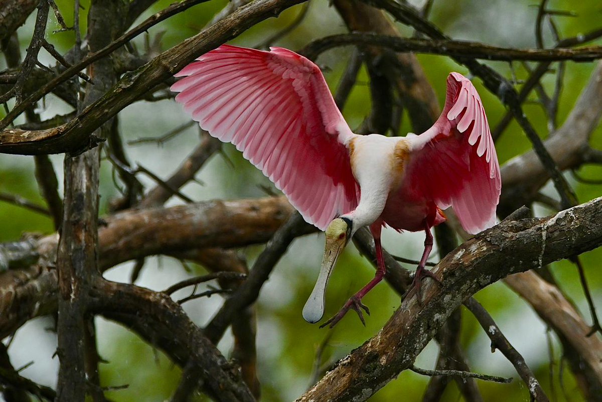 ¡Sorpresa rosada en la ciudad! 🌸🩷

Una garza espátula rosada fue captada en la laguna artificial del Residencial Valle del Jaguar, Villahermosa,  sobre un árbol seco.

El avistamiento emocionó a todos porque esta ave zancuda no es común en entornos urbanos.

FOTOS: Luma López |