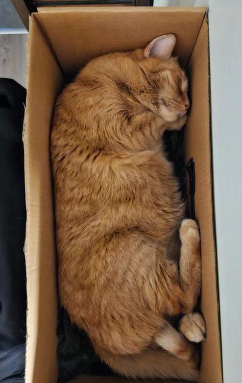 _ko_mon's tweet photo. about the true nature of phenomena and things:
if a cat fills a box completely, then it is a perfect box
#photo by This_Role_710 on reddit  
#catgang #cats #CatsOfTwitter #Caturday #HappyCaturday #CatLovers #CatsOfX #catsinboxes https://t.co/cBO2tmp4nj