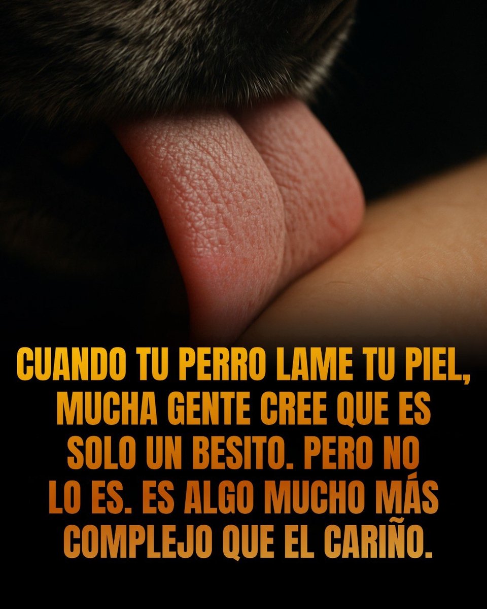 ElRenacido tweet media