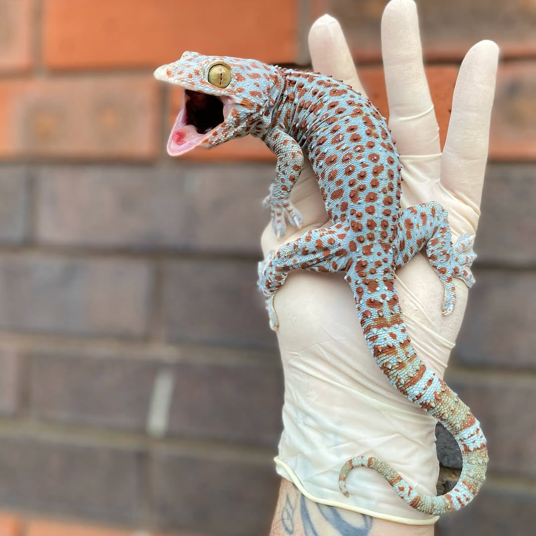 Thinking Gecko Now a little better known, the tokay gecko is famous for its very loud ...