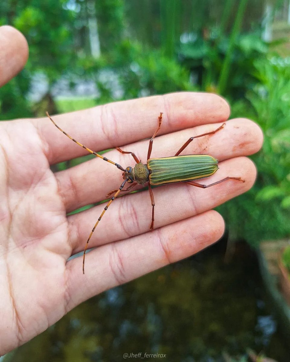 La Zelayita 🇳🇮 tweet media