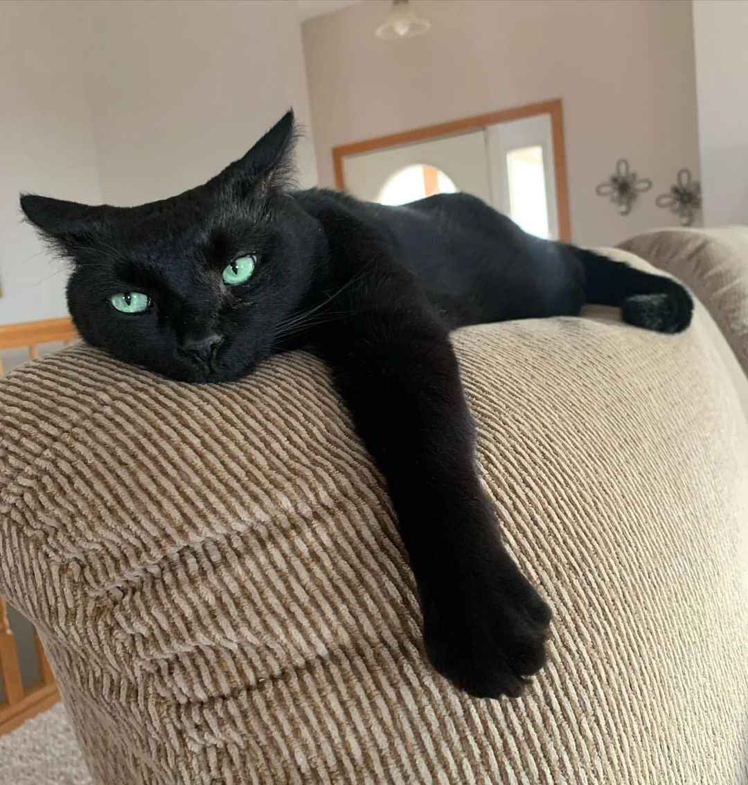justmeowthings's tweet photo. @Starlight_272 Mood https://t.co/hK1l8BqL2G